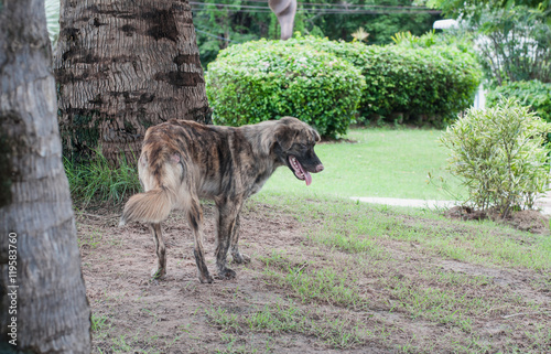 Alone stray dog live in park soft focus.