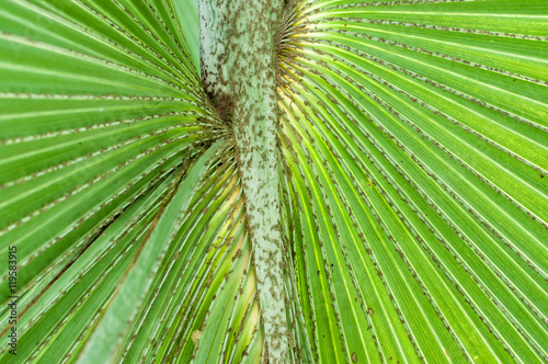 Sugar palm leaf in garden soft focus.