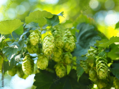 Εκτύπωση καμβά Humulus lupulus, hop, ingredient of beer