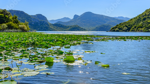Fototapeta Naklejka Na Ścianę i Meble -  The landscape Skadar lake with water lilies in the foreground. A