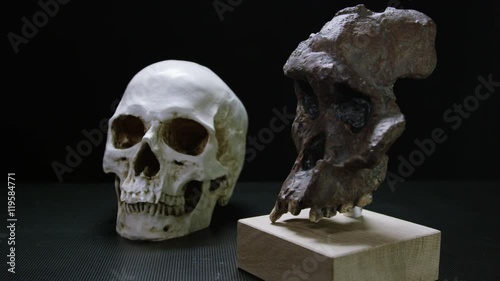 Australopithecus Skull on Display in Evolution Exhibit