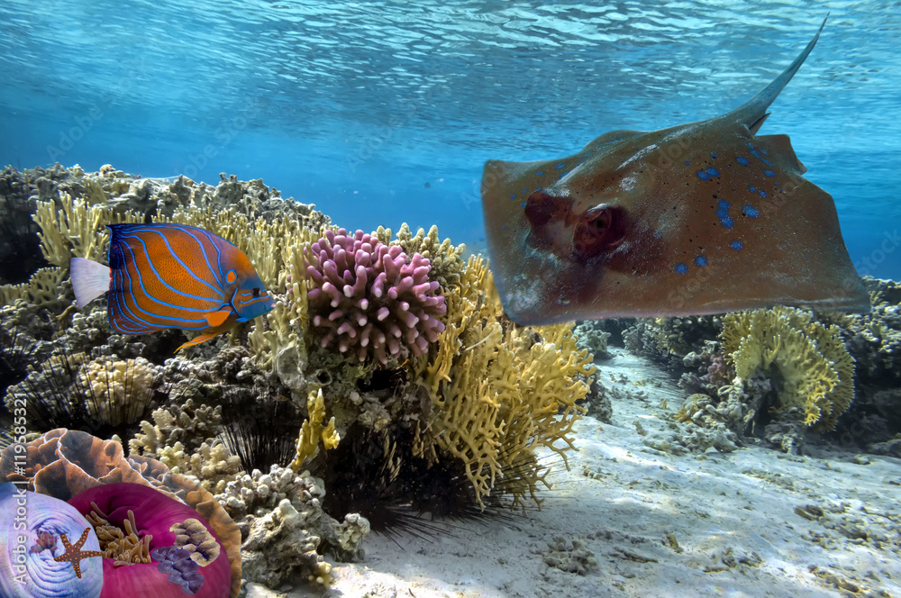 Fototapeta premium Wonderful and beautiful underwater world