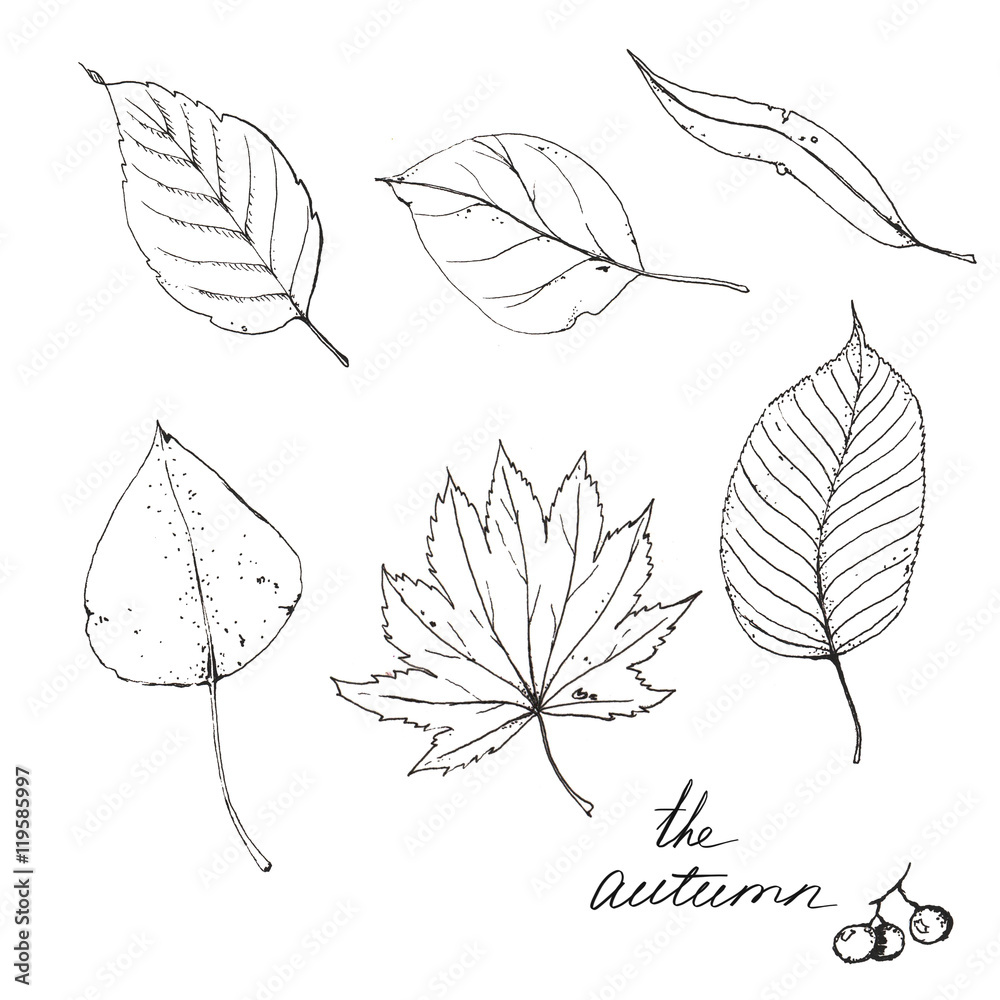 Hand drawn line art. Sketches of different autumn leaves isolated on the white background.