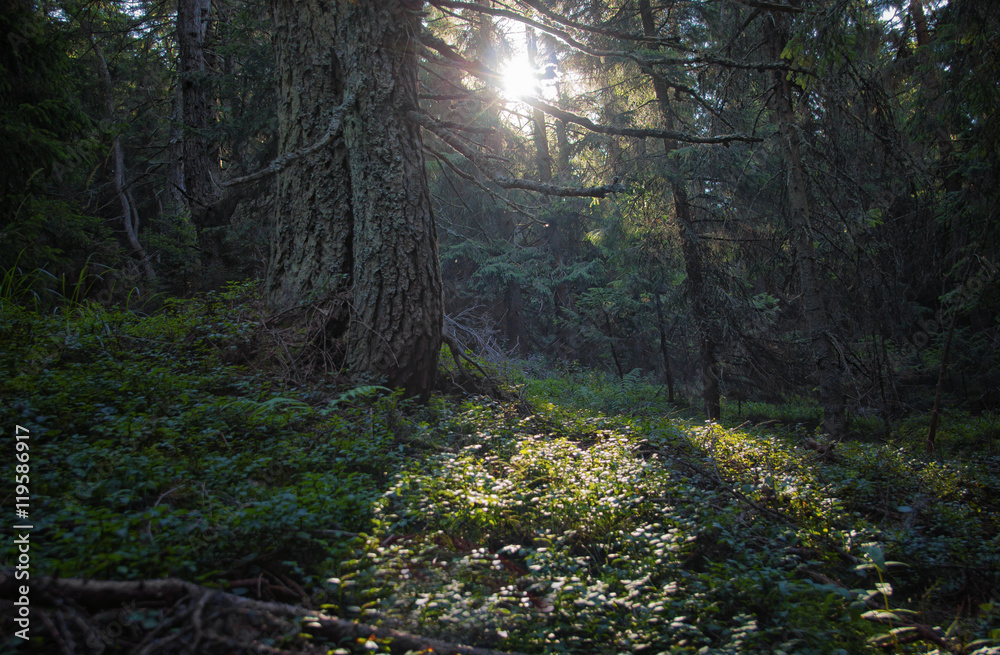 Fototapeta premium Sunset Forest Trees