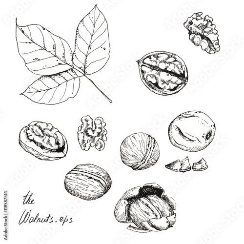 Hand drawn line art. Ink sketch of different walnuts isolated on the white background