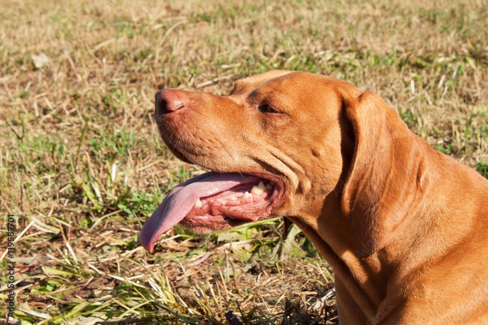 Hungarian Pointer (Vizsla) resting after a hunt. Dog lolling tongue. View of the dog's eyes.