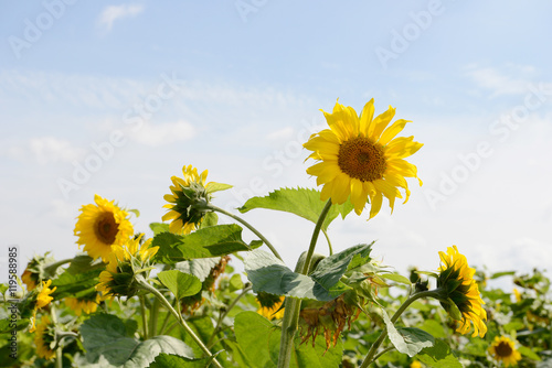 Sunflowers field  in the nature