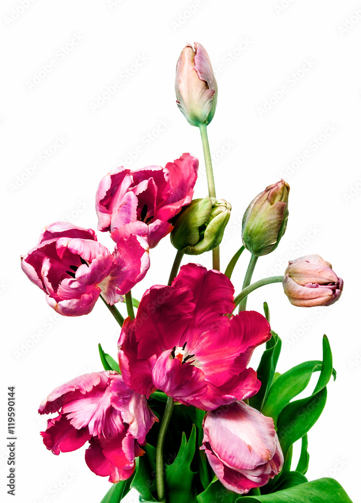 Beautiful red tulips on white background Beautiful red tulips on white background