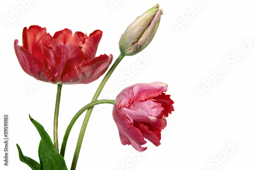 Tulip. Pinktulips  bouquet of tulips