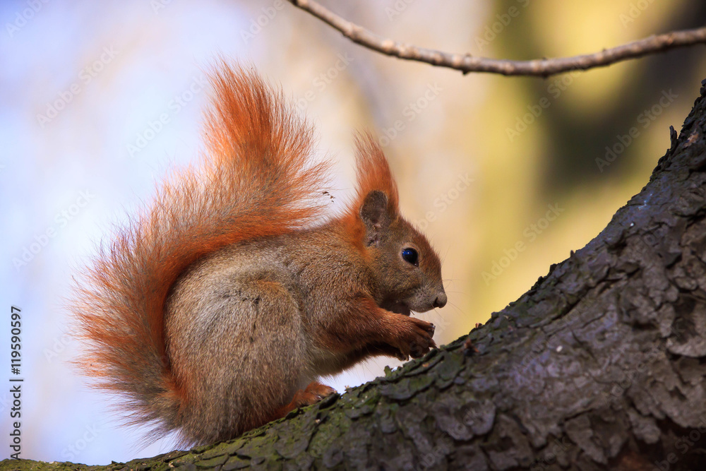 Cute little red squirrel on the branch Cute little red squirrel on the branch