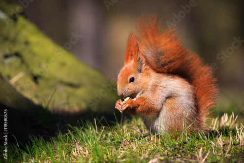Cute little red squirrel on the branch © seawhisper