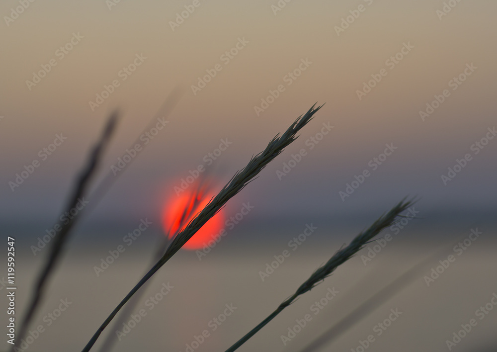 Obraz premium Hay straws as silhouette against a beautiful sunset in Finland