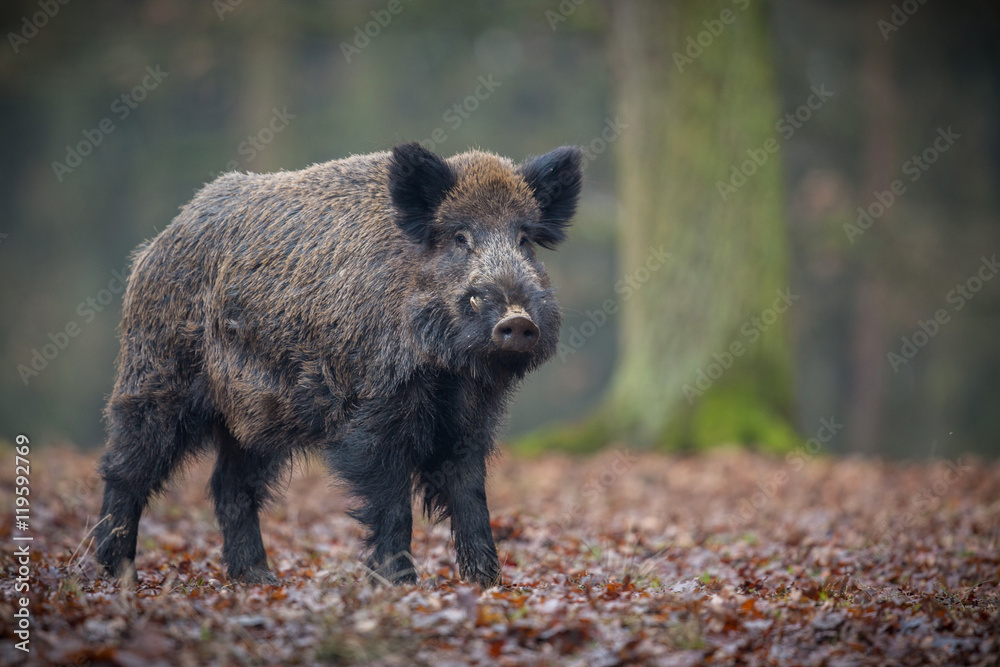 Wild boar male in the forest/wild animal in the nature habitat/Czech Republic Wild boar male in the forest/wild animal in the nature habitat/Czech Republic