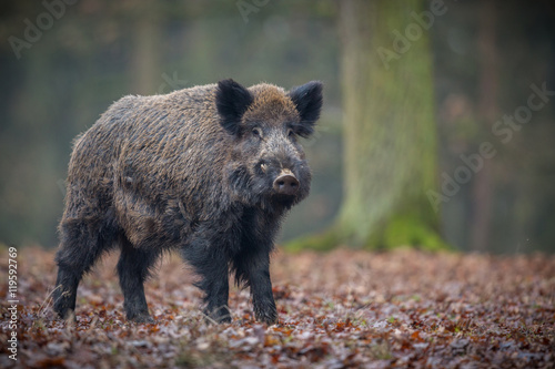 Wild boar male in the forest/wild animal in the nature habitat/Czech Republic © photocech