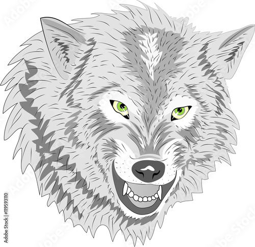 Wolf, Drohgebärde