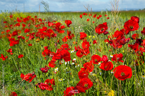 poppy flowers on uncultivated field
