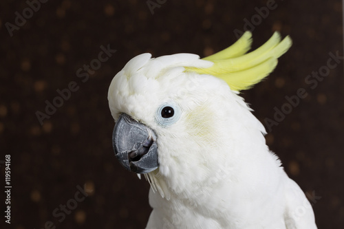 Sulphur-crested Cockatoo, Cacatua galerita,with crest up in front of white background