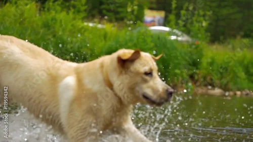 Labrador retriever in river