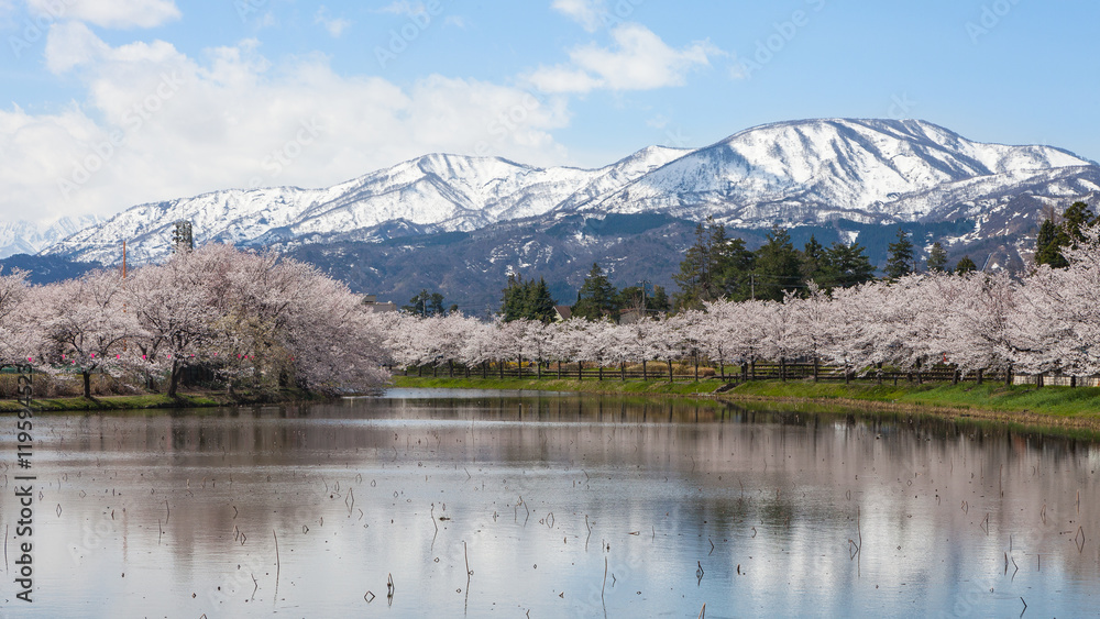 Naklejka premium Cherry-blossom (Sakura) trees and Myoko Mountain.