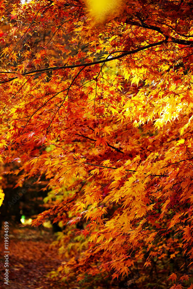 Beautiful autumn park. Fall trees and leaves. Autumn Landscape. Beautiful autumn park. Fall trees and leaves. Autumn Landscape.