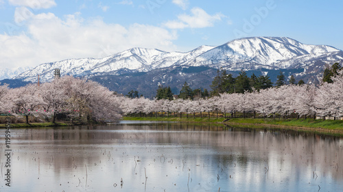 Cherry-blossom (Sakura) trees and Myoko Mountain.