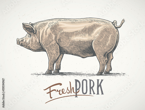 Pig in graphic style, hand-drawn Illustration.