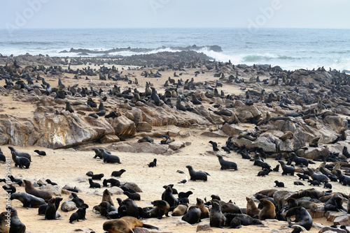 Wild cape fur seals colony, Namibia © Oleg Znamenskiy