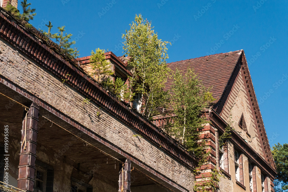 Bäume wachsen auf dem Dach - Beelitz Heilstätten