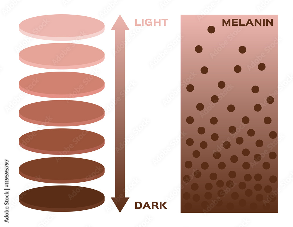 skin color and melanin index , infographic vector . 3 chart . dark to light  skin , uv Stock Vector | Adobe Stock