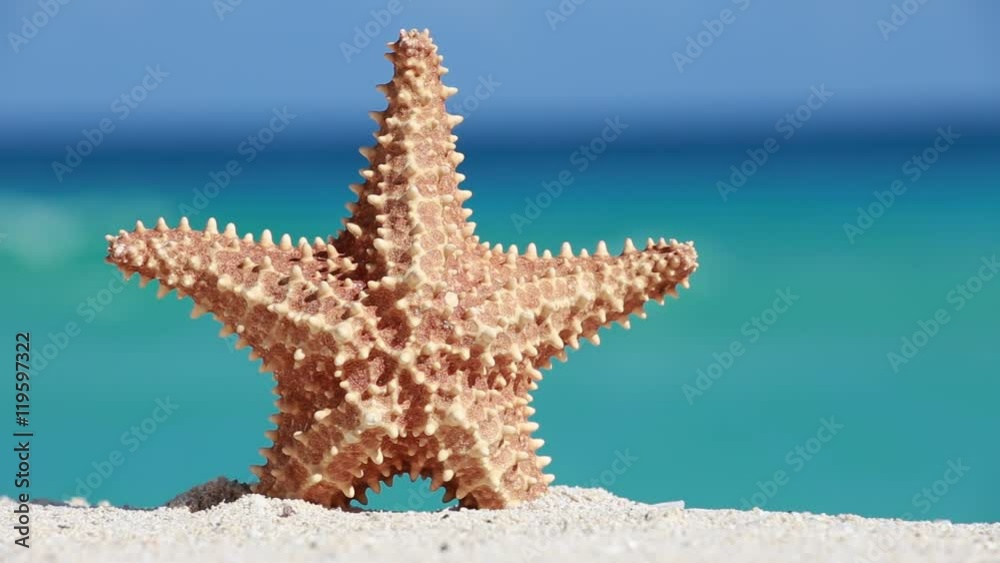 Starfish on caribbean sandy beach, travel concept
Starfish on caribbean sandy beach, travel concept
