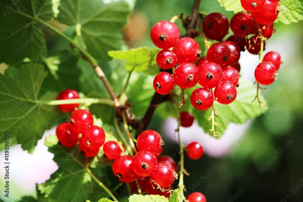 Red currant in summer Red currant in summer