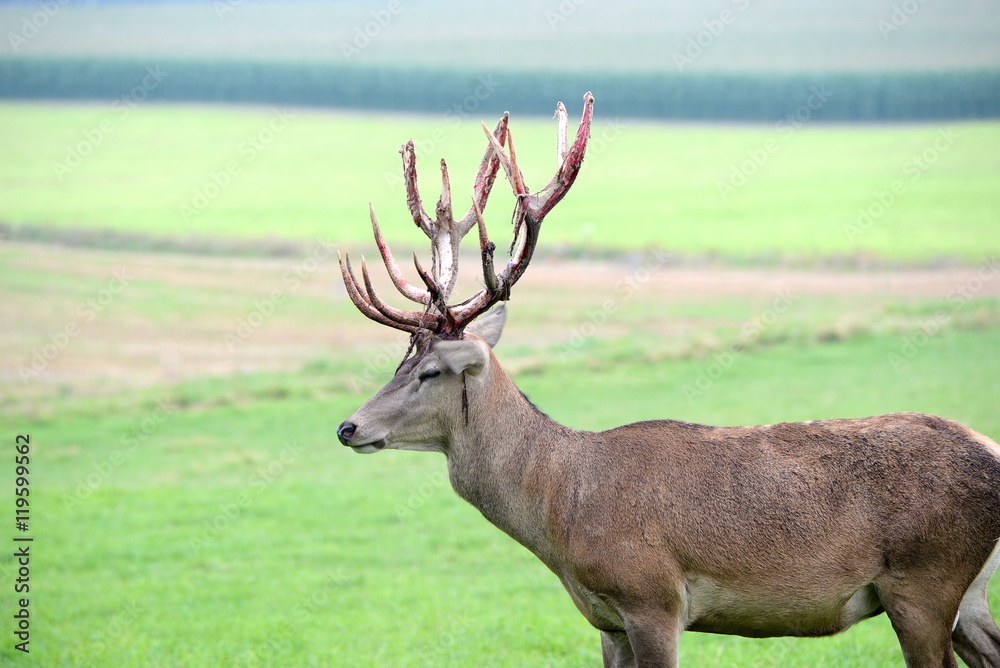 Veränderung, stattlicher Hirsch dessen Bast in Fetzen vom Geweih hängt Veränderung, stattlicher Hirsch dessen Bast in Fetzen vom Geweih hängt