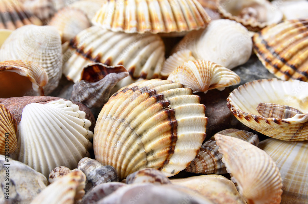  close-up  seashells and stones of many types and sizes