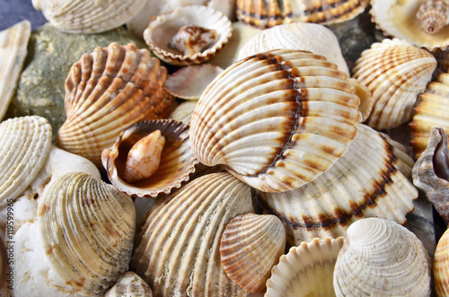  close-up seashells and stones of many types and sizes