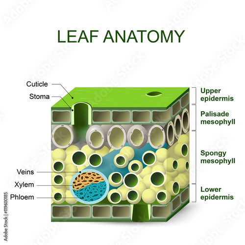 diagram of leaf structure