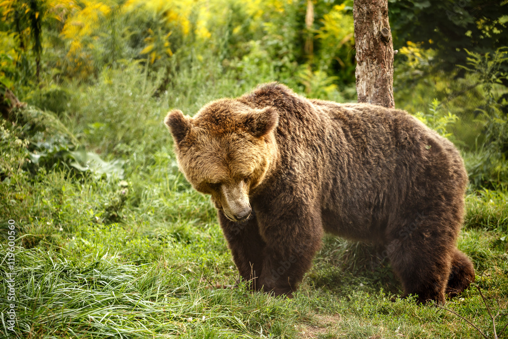 Wild Big Brown bear