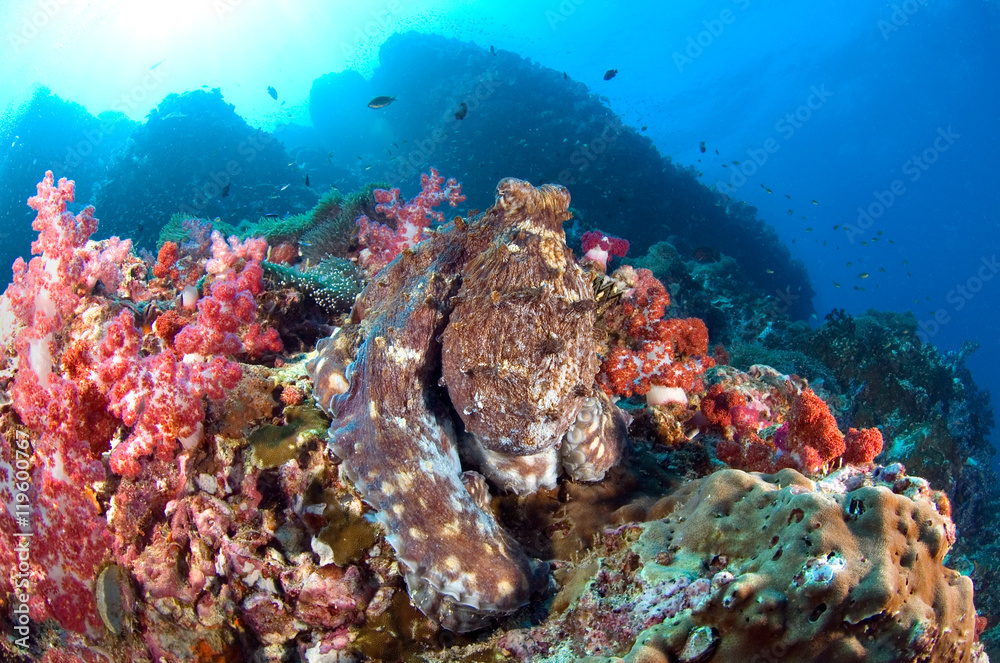 Fototapeta premium Camouflage of an Common Octopus, Octopus Vulgaris on the coral reefs, underwater of Similan National park, North Andaman sea, South of Thailand. 