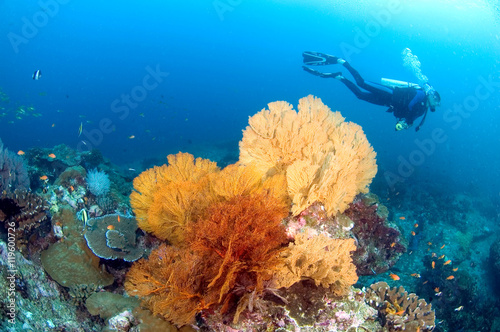 Young man scuba-diver diving near a sea fan on a tropical coral reef in clear underwater world, Similan island, Similan national park, North Andaman, Thailand