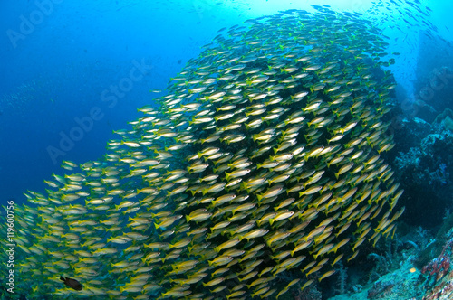 School of yellow fish (Big eye Snappers) on coral reef underwater , south andaman, Thailand