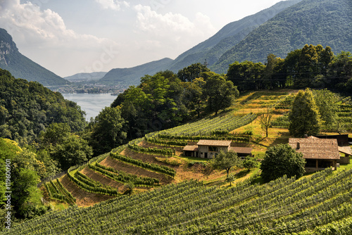 Photos Vineyard near Arogno (Ticino, Switzerland)