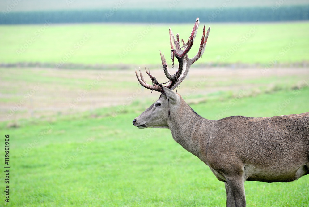 Φωτογραφία achtung Wild, stattlicher Hirsch mit herabhängendem Bast im Profil