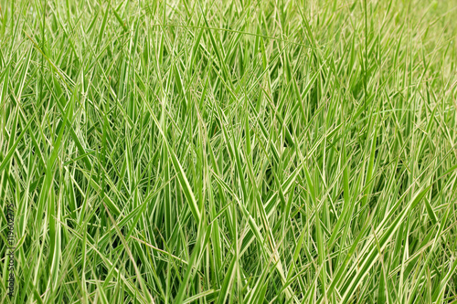 Ornamental Grass Carex