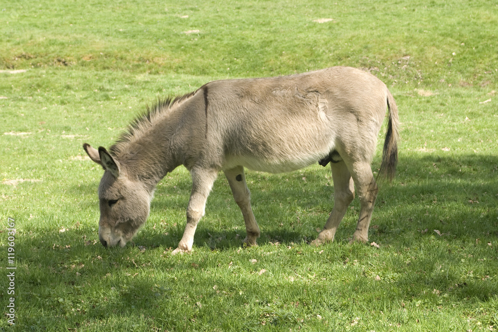 Esel; Equus, asinus Esel; Equus, asinus