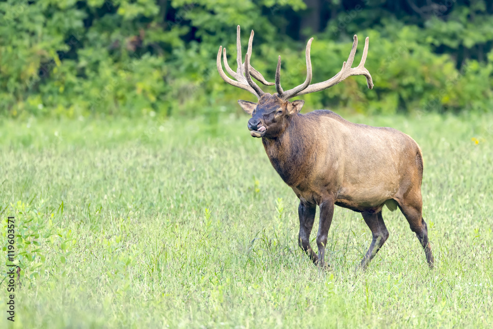 bull elk walking through field. bull elk walking through field.