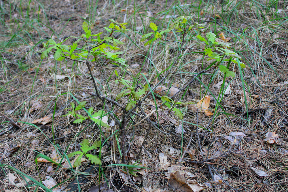 Sprout of oak Sprout of oak