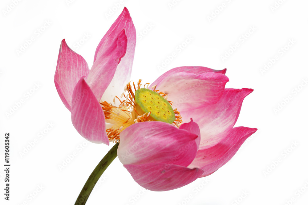 lotus flower isolated on white background.