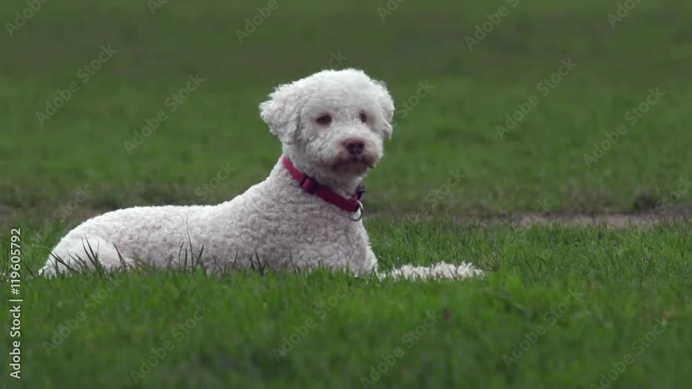 Perky white poodle or bichon frise lying in green grass and chewing on a stick. Perky white poodle or bichon frise lying in green grass and chewing on a stick.