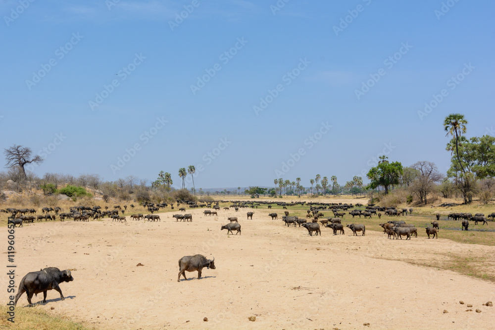 African buffalo or Cape buffalo (Syncerus caffer) in river bed. Ruaha National Park. Tanzania African buffalo or Cape buffalo (Syncerus caffer) in river bed. Ruaha National Park. Tanzania