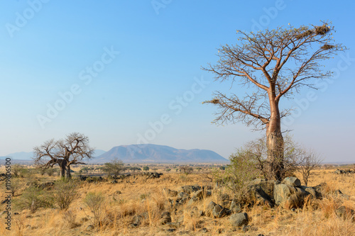 Baobab  Adansonia digitata . Ruaha National Park. Tanzania