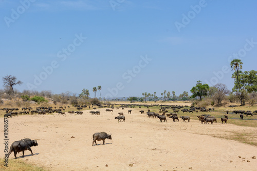 African buffalo or Cape buffalo (Syncerus caffer) in river bed. Ruaha National Park. Tanzania